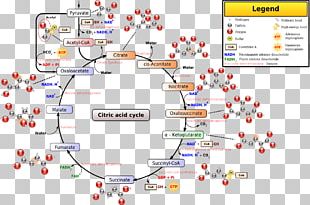 Citric Acid Cycle Glyoxylate Cycle Glycolysis Biochemistry PNG, Clipart ...