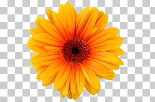 Transvaal Daisy Chrysanthemum Yellow Cut Flowers PNG