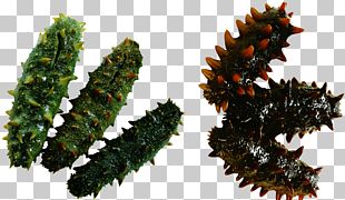 Sea Cucumber As Food Seafood PNG