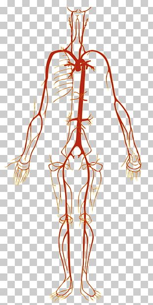 Circulatory System Human Body Blood Vessel Organ System PNG, Clipart ...