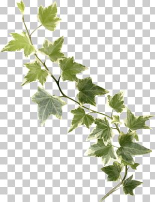 Confederate-jasmine Common Ivy Hedge Vine Evergreen PNG, Clipart ...