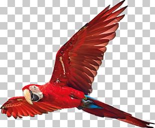 Scarlet Macaw Parrot Bird PNG, Clipart, Animals, Art, Beak, Bird ...