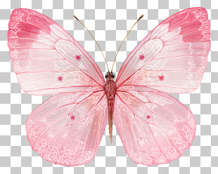 Delicate Pink Butterfly PNG