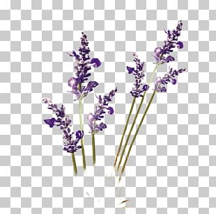 Flower Purple Lavender PNG, Clipart, Border Frames, Clip Art, Color ...