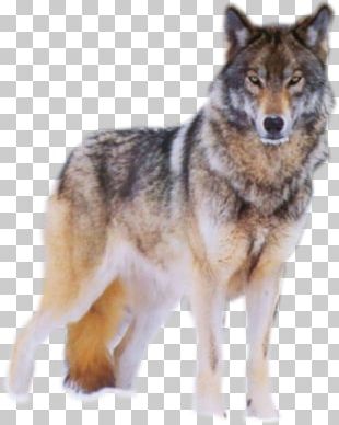 Dog Arctic Wolf Mexican Wolf Illustration PNG, Clipart, Animal, Animals ...