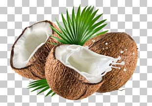 Coconut Leaves PNG, Clipart, Coconut, Coconut Clipart, Coconut Clipart ...