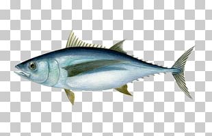 Albacore Bigeye Tuna Southern Bluefin Tuna Atlantic Bluefin Tuna ...