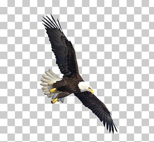 Bald Eagle Bird PNG, Clipart, Accipitriformes, African Fish Eagle ...