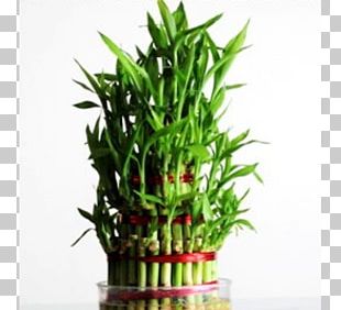 Tree Bamboo Flowerpot PNG, Clipart, Autumn Tree, Bamboe, Bamboo, Bamboo ...