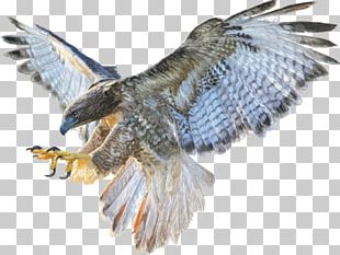 Bald Eagle Golden Eagle Flight Drawing PNG, Clipart, Bald Eagle ...