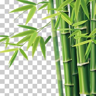 Bamboo Bamboe PNG, Clipart, Bamboe, Bamboo, Bamboo Border, Bamboo Frame ...