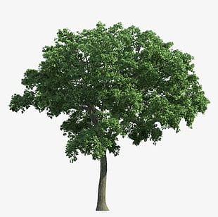 Trees PNG, Clipart, Backgrounds, Botany, Branch, Branches, Deciduous ...