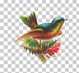Hummingbird Parrot Duck Kingfisher PNG, Clipart, Animals, Beak, Bird ...
