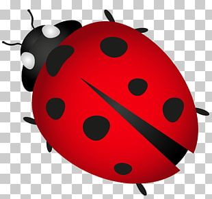 Ladybug PNG image free download