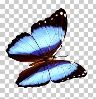 Butterfly Transparency And Translucency PNG, Clipart, Animaatio ...