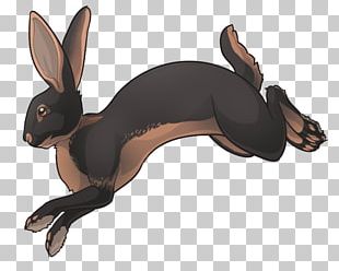 Domestic Rabbit Hare Dog Canidae PNG