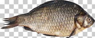 Fish Digital PNG