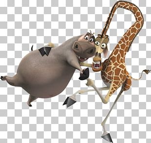 Melman Gloria Alex Madagascar Character PNG, Clipart, Alex, Animals ...