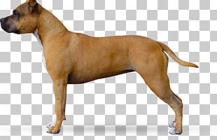 American Staffordshire Terrier American Pit Bull Terrier Staffordshire Bull Terrier Dog Breed PNG
