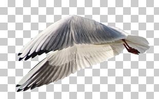Gulls Bird Goose Wing PNG