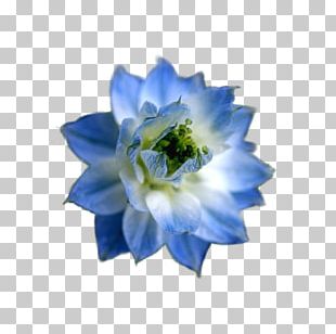 The Blue Flower Flower Garden PNG