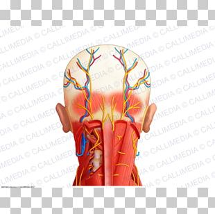 Nerve Organ Nervous System Muscle Human Body PNG, Clipart, Anatomy, Arm ...