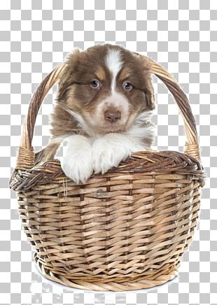 Australian Shepherd Border Collie Old English Sheepdog Puppy Kitten PNG