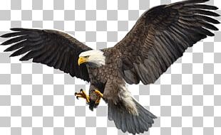 Bald Eagle Bird Hawk PNG, Clipart, Accipitriformes, Animal, Animals ...