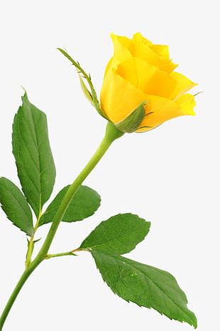Flower Yellow Rose PNG, Clipart, Clip Art, Cut Flowers, Desktop ...