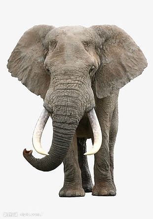 elephant png images elephant clipart free download elephant png images elephant clipart