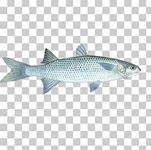 Tilapia Fish Farming Seafood Watch PNG, Clipart, Animals, Barramundi ...