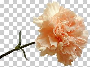 Carnation Flower Peach Dianthus Red PNG