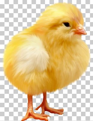 poussin fil un png