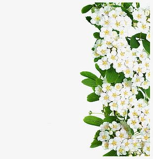 White Flowers PNG Images, White Flowers Clipart Free Download