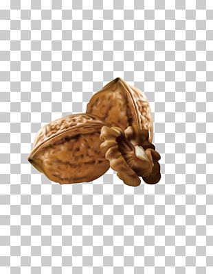 Walnut Euclidean PNG