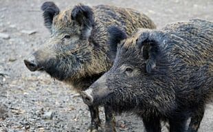 Wild Boar Boar Hunting Pig Farming African Swine Fever PNG