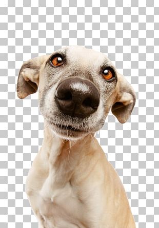 Nice Nosing You: For The Love Of Life PNG
