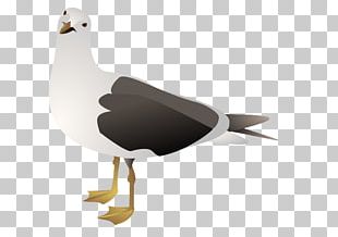 Gulls European Herring Gull PNG