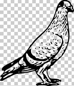 Homing Pigeon Columbidae Bird PNG
