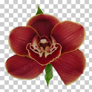 Moth Orchids Magenta Herbaceous Plant PNG