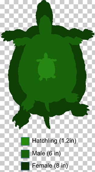 Tortoise Painted Turtle Reptile Yellow-bellied Slider PNG