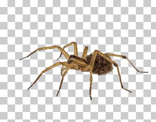 Wolf Spider transparent background PNG cliparts free download