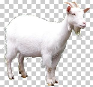 Goat Sheep PNG, Clipart, Animal, Animals, Animation, Chair, Clip Art ...