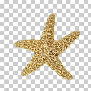 Coral Seashell Png, Clipart, Branch, Dra, Encapsulated Postscript 