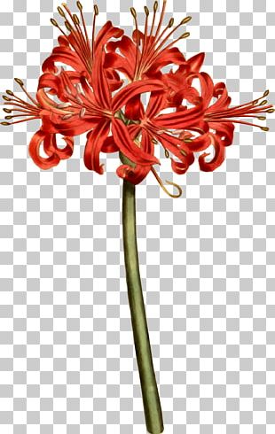 Red Spider Lily Tokyo Ghoul Flower Rat Png Clipart Botany Cartoon Chrysanthemum Chrysanths Computer Wallpaper Free Png Download