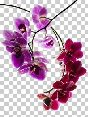 Orchids Phalaenopsis Aphrodite Orchis Simia Caleana Major Photography PNG