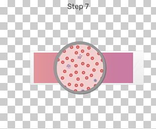 White Blood Cell Red Blood Cell PNG