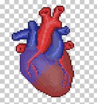 Heart Anatomy PNG Images, Heart Anatomy Clipart Free Download