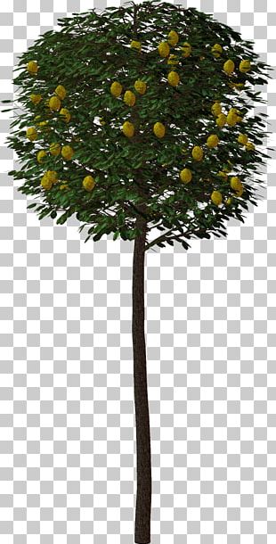 Rose Tree Shrub PNG, Clipart, Aquifoliaceae, Aquifoliales, Branch ...