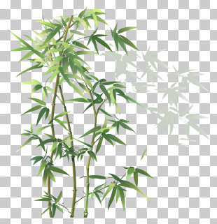 Bamboo Tree PNG